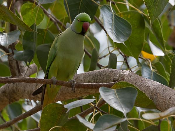 <h3><a href="/trips/srilanka/biota/animalia/chordata/aves/027 psittaciformes/003 psittacidae/psittacula krameri/psittacula krameri-nl.html">Psittacula&nbsp;krameri</a> / Rose‑ringed&nbsp;parakeet / Halsbandparkiet</h3>NIKON D500 met AF-S Nikkor 80-400mm f/4.5-5.6G ED VR, 1/320 sec  bij F8.0, ISO 320, afstand 11.8&nbsp;m